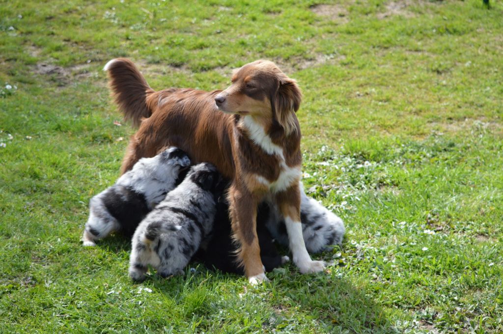 Chiot Berger Australien Alcova