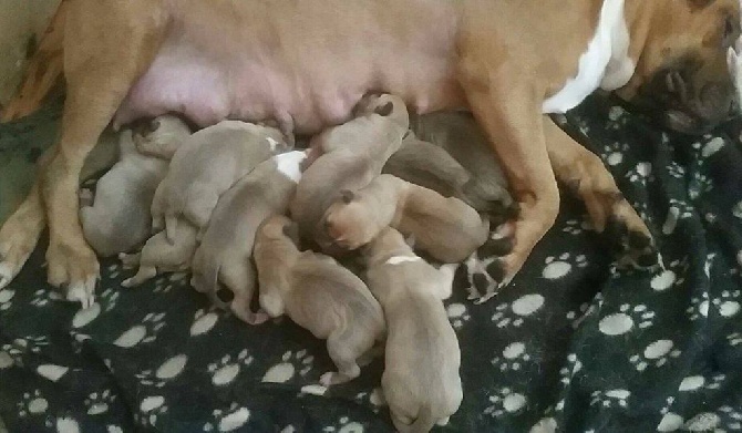 Naissance au Domaine de Samsha