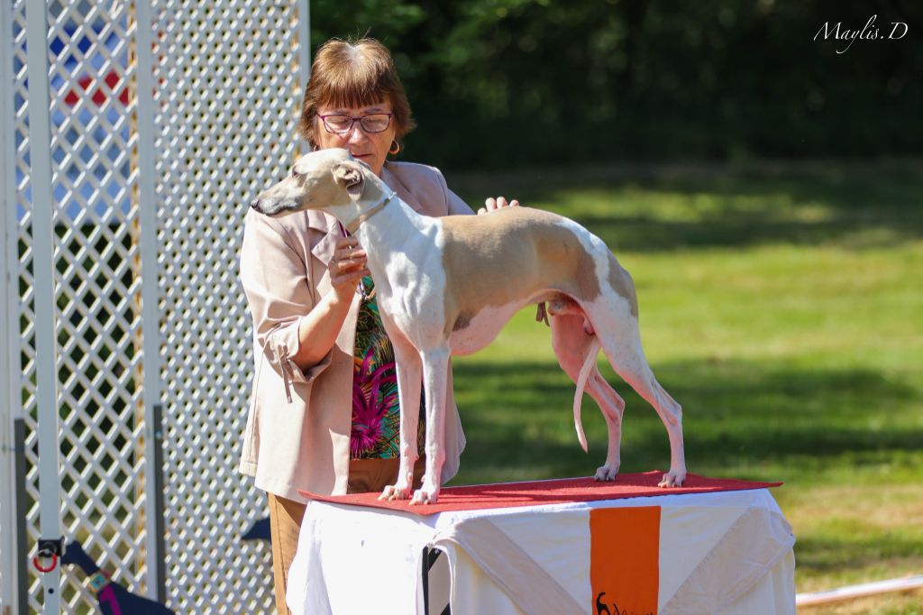 Des coteaux de l'igneraie - RE Whippet