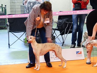 Des coteaux de l'igneraie - expo Bourges (18)