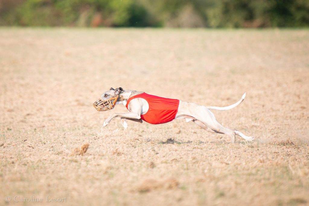 Des coteaux de l'igneraie - photos P.V.L.  N.E Whippet