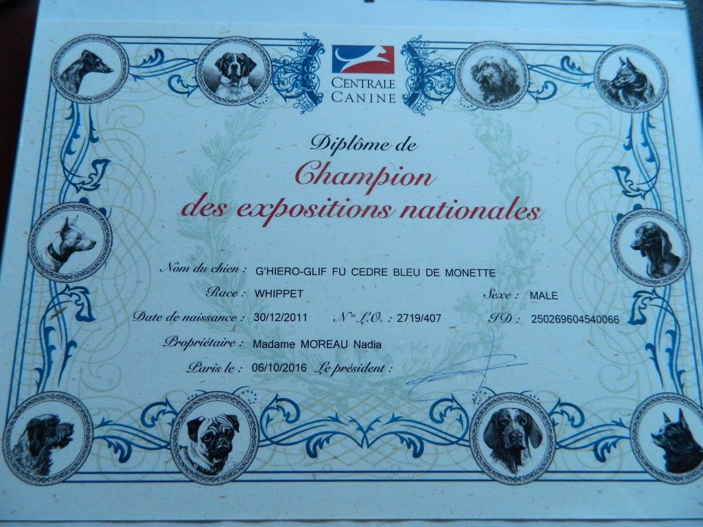 Des coteaux de l'igneraie - 1er whippet CHAMPION DES EXPOSITIONS NATIONALES