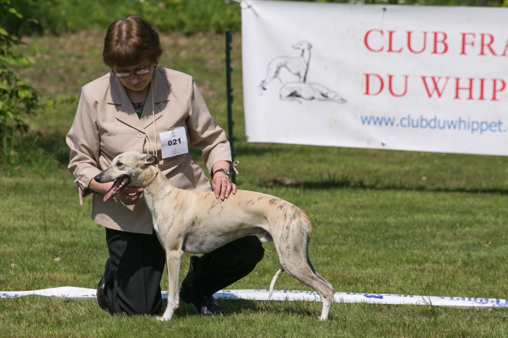 Des coteaux de l'igneraie - NE 2018  VIEURE (03)