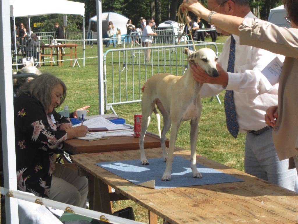 Des coteaux de l'igneraie - Expo nationale Romorantin (41)