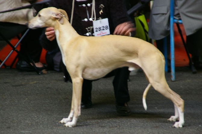 Des coteaux de l'igneraie - Exposition canine internationale Montluçon 03