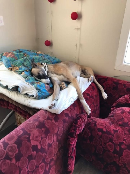 Des coteaux de l'igneraie - chien qui fait le chat