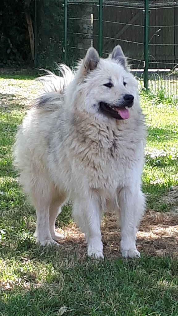 Des Hauts De Chamboursat - Eurasier - Portée née le 04/08/2020