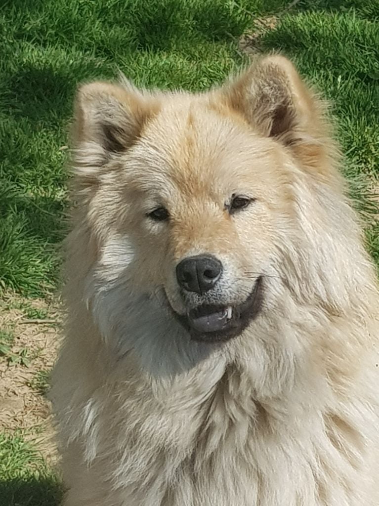 Des Hauts De Chamboursat - Eurasier - Portée née le 28/07/2020