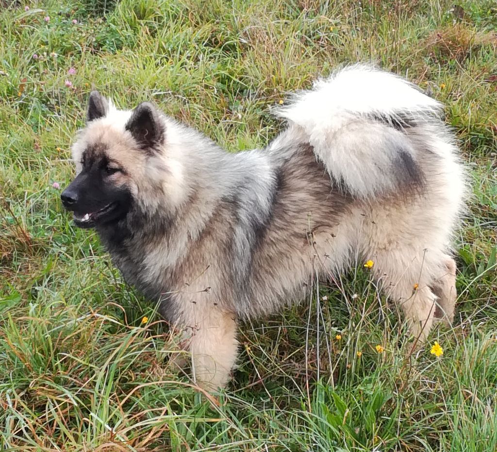 Des Hauts De Chamboursat - Eurasier - Portée née le 03/12/2020