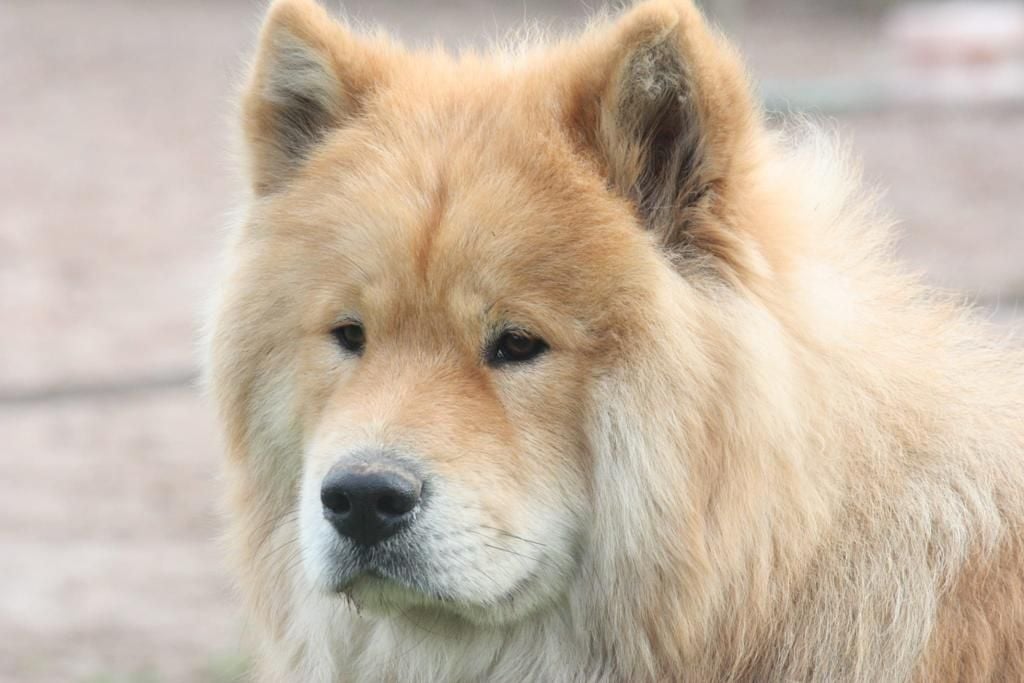 Des Hauts De Chamboursat - Eurasier - Portée née le 12/07/2024