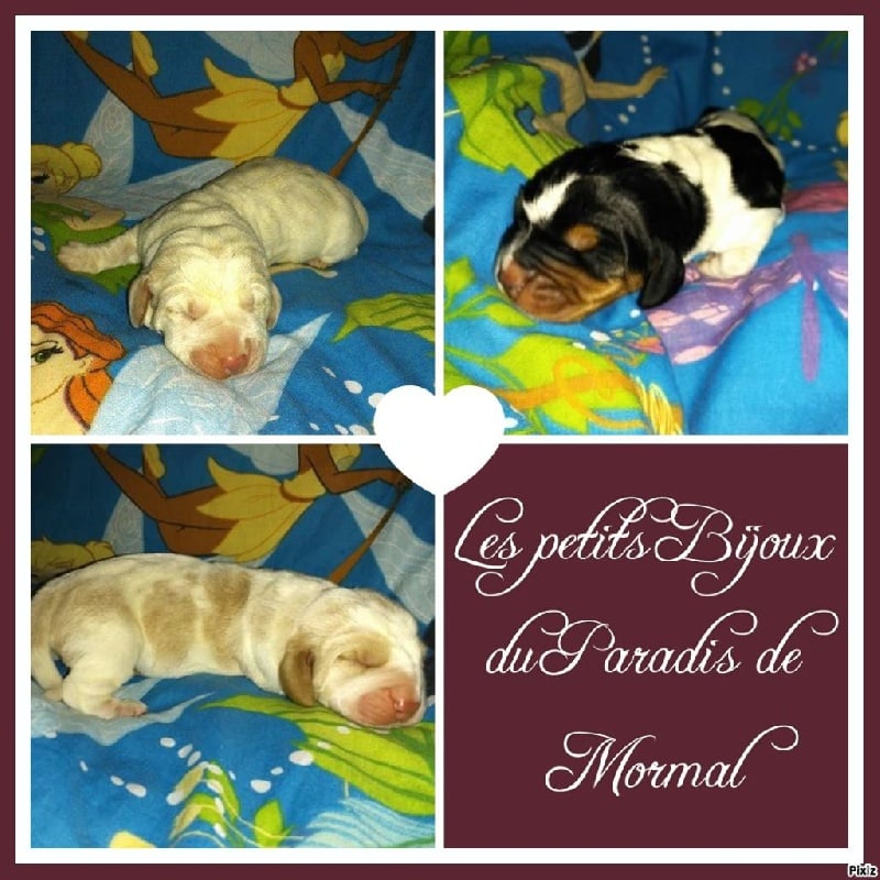 Chiot Basset Hound du Paradis De Mormal