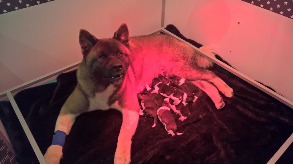 Marvel'house Akitas - Akita americain - Portée née le 01/11/2017