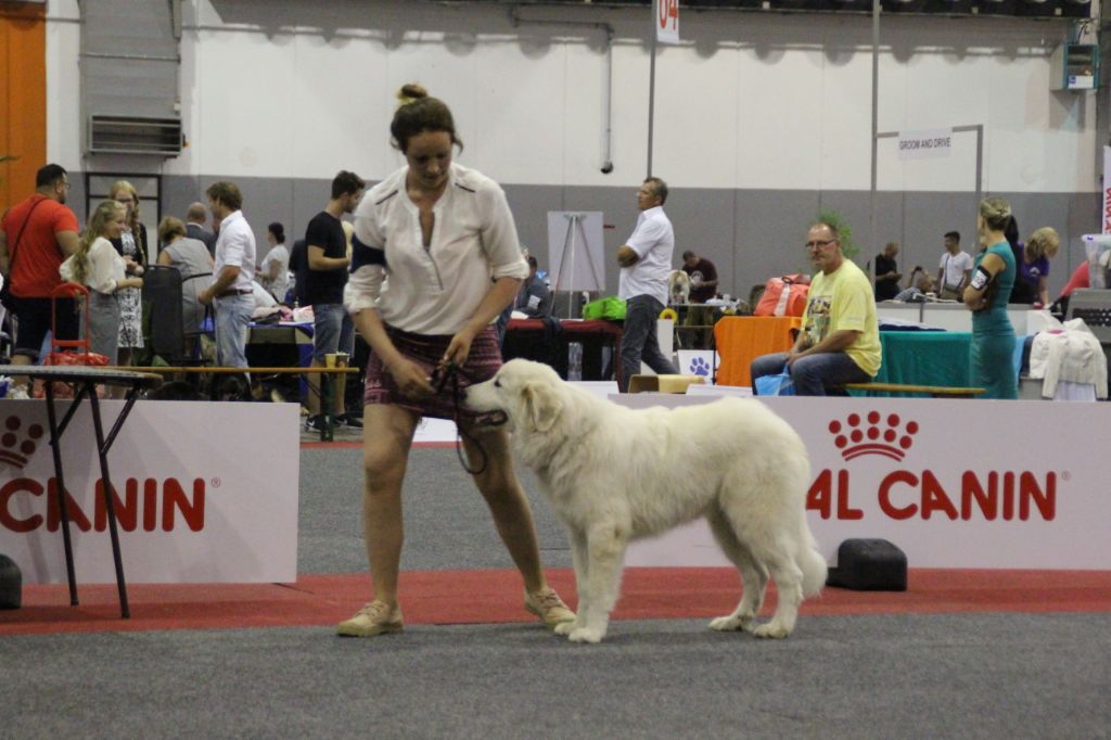 De L'Appel De La Montagne - CHAMPION D'EUROPE PUPPY