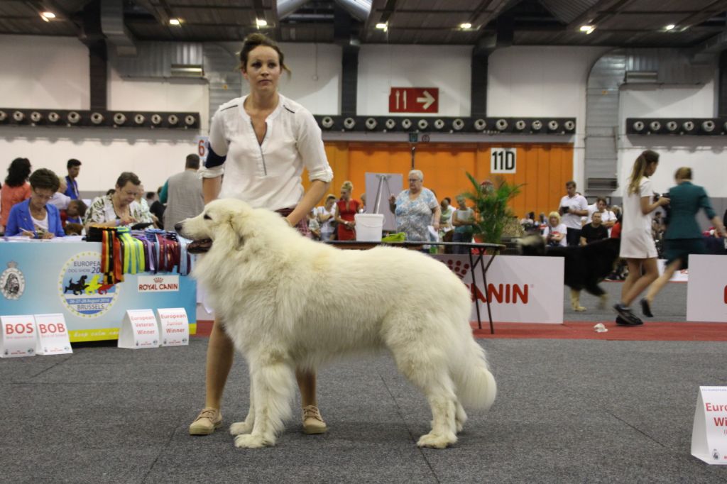 De L'Appel De La Montagne - VICE CHAMPION D'EUROPE de beauté