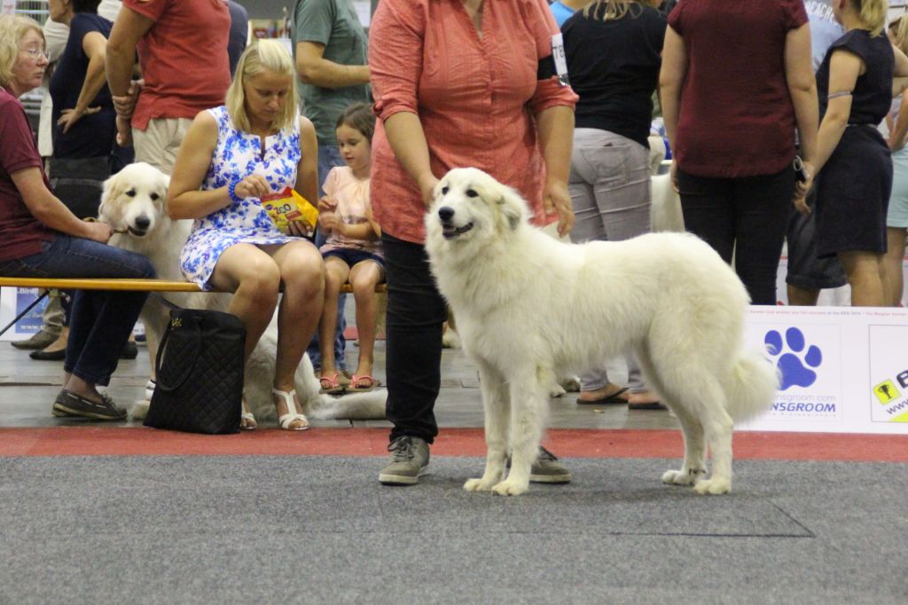 De L'Appel De La Montagne - CHAMPIONNE  D'EUROPE PUPPY