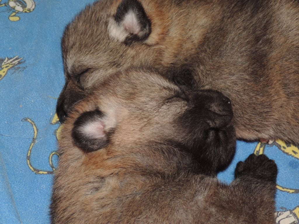 De L'Appel De La Montagne - Chien-loup tchecoslovaque - Portée née le 19/12/2018