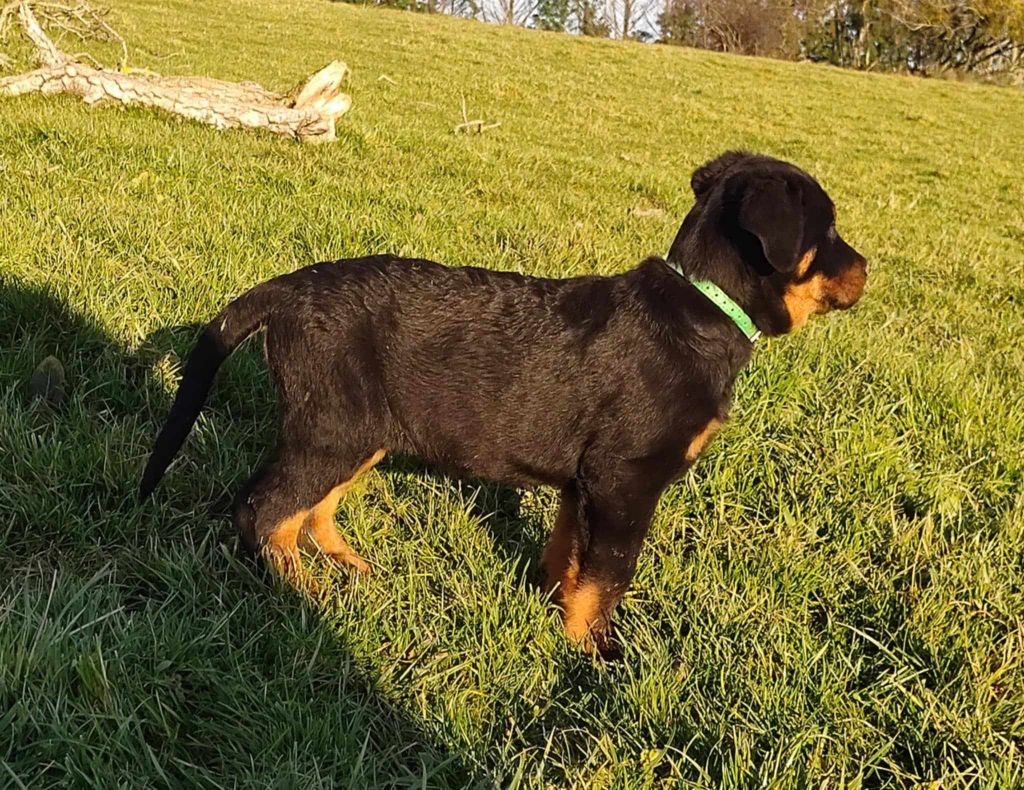 Des Bergers Noirs Du Jedi - Chiots disponibles - Berger de Beauce