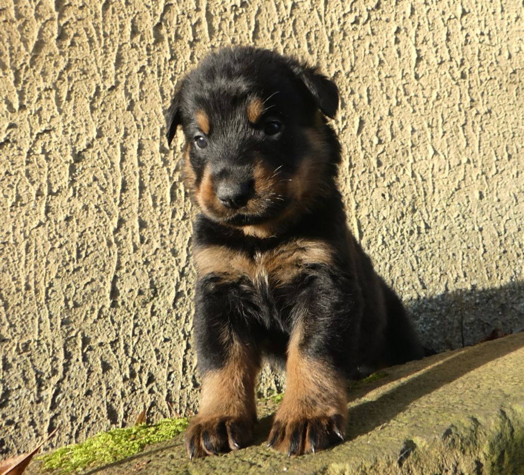 Des Bergers Noirs Du Jedi - Chiots disponibles - Berger de Beauce