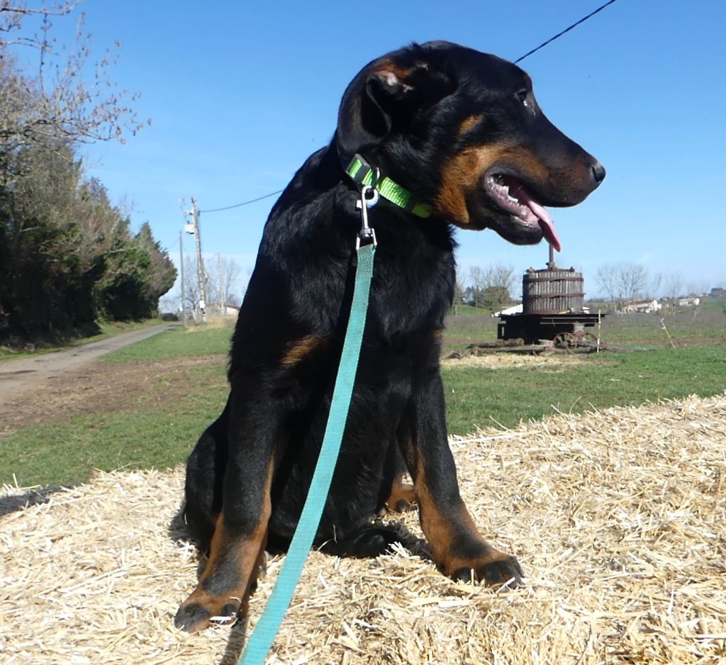 Des Bergers Noirs Du Jedi - Chiots disponibles - Berger de Beauce