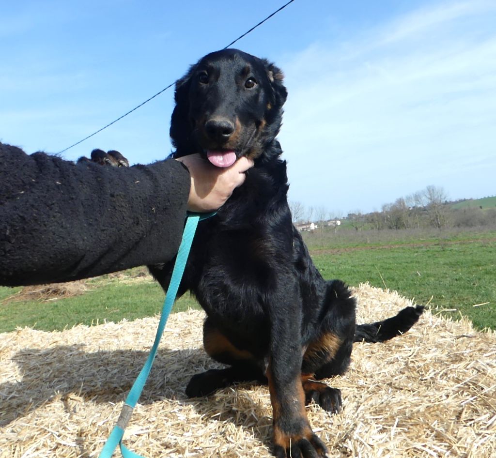 Des Bergers Noirs Du Jedi - Chiots disponibles - Berger de Beauce