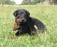 CHIOT COLLIER BLEU CLAIR