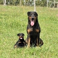 CHIOT NOIR ET FEU collier rouge