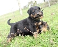 CHIOT NOIR ET FEU collier vert