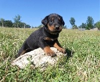 CHIOT COLLIER JAUNE