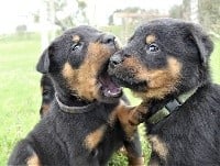 CHIOT NOIR ET FEU collier bleu