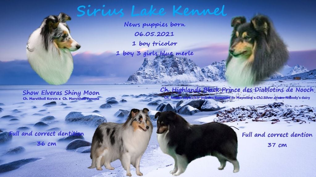 Chiot Shetland Sheepdog Sirius Lake