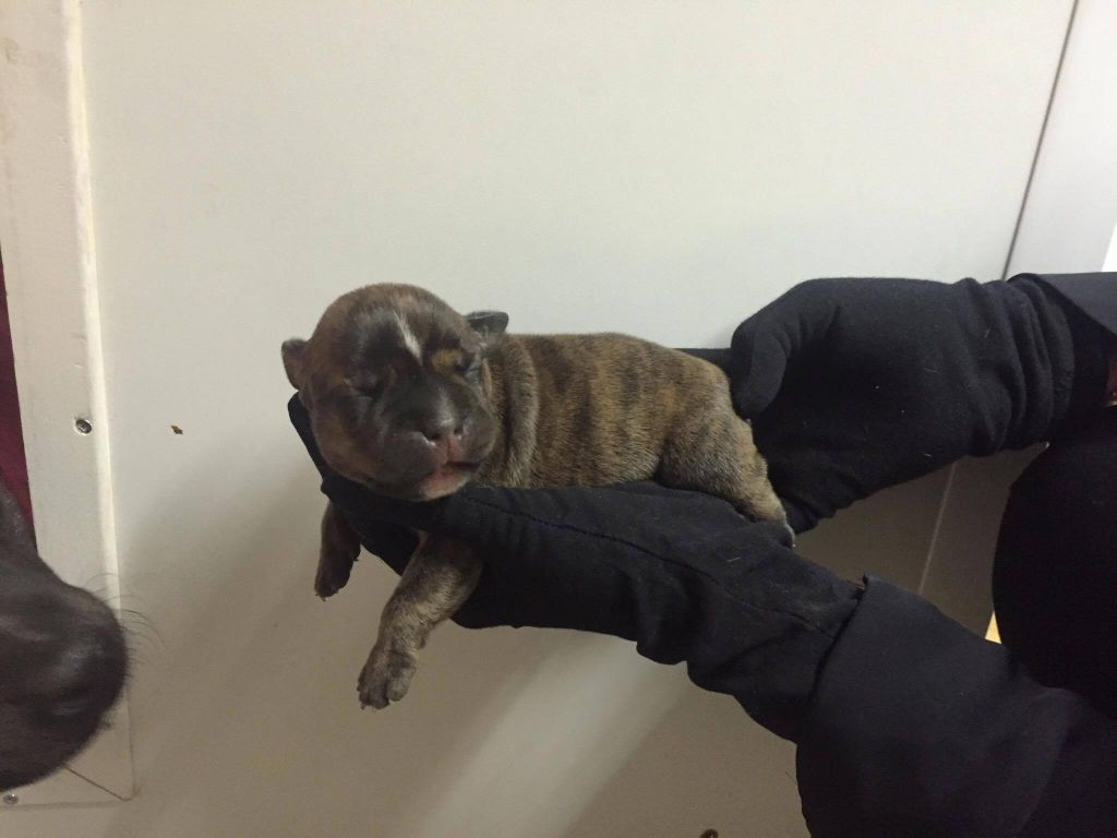 Des Lions Du N'or - Chiots disponibles - Staffordshire Bull Terrier