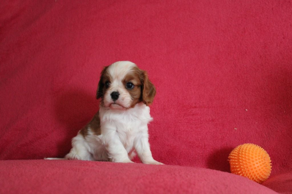 Des Legendes Du Sud - Cavalier King Charles Spaniel - Portée née le 28/08/2023