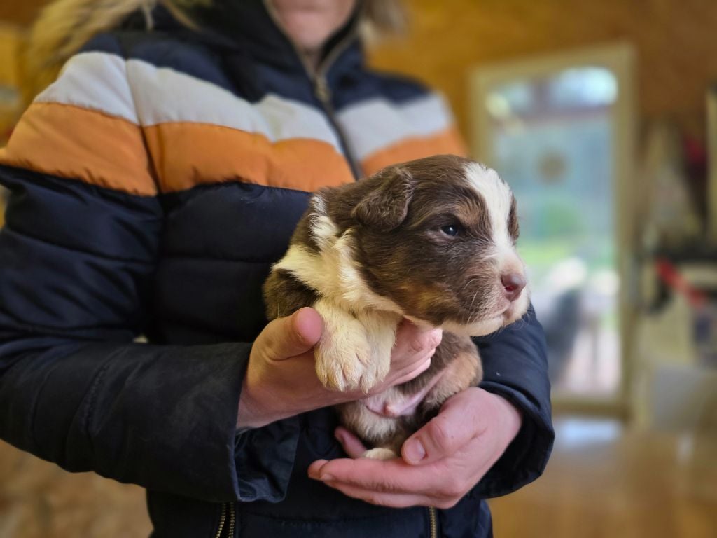 De La Voie Domitienne - Chiots disponibles - Berger Australien