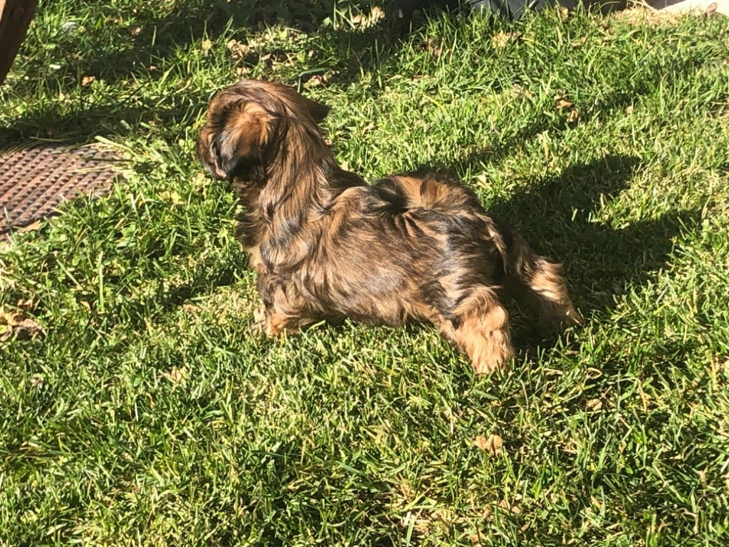 Des Précieux Du Cheiron - Chiots disponibles - Lhassa Apso