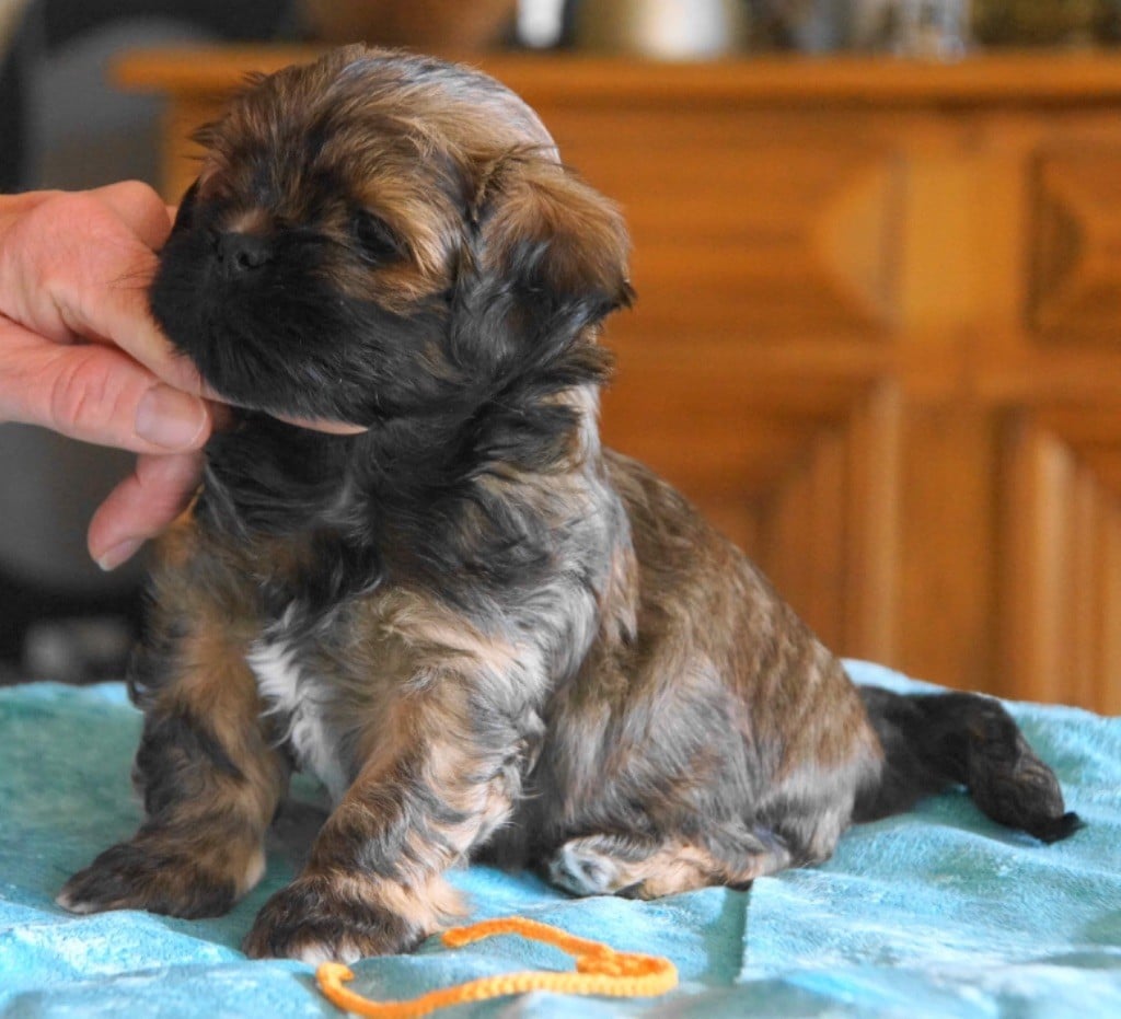 Des Précieux Du Cheiron - Chiots disponibles - Lhassa Apso