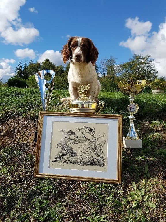 Des Epines De Malval - Coupe de France field trial spaniels 2016