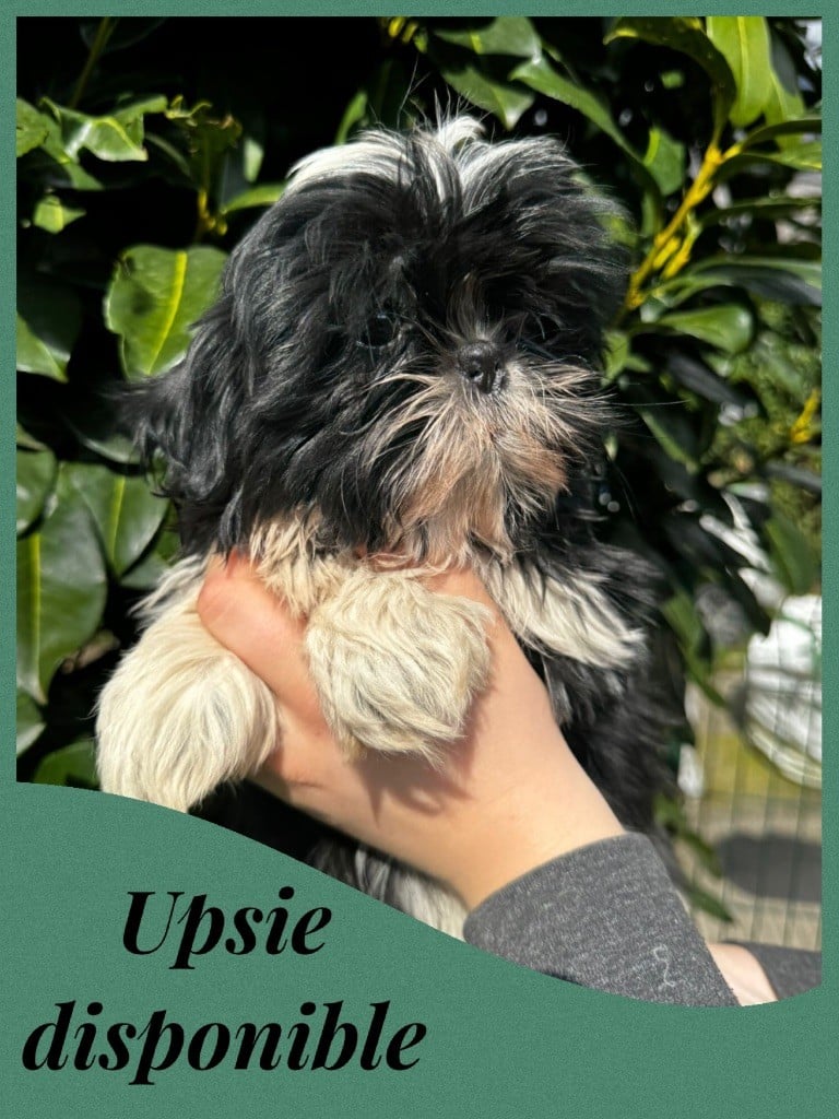 Chiot Shih Tzu Du Royaume D'Adès