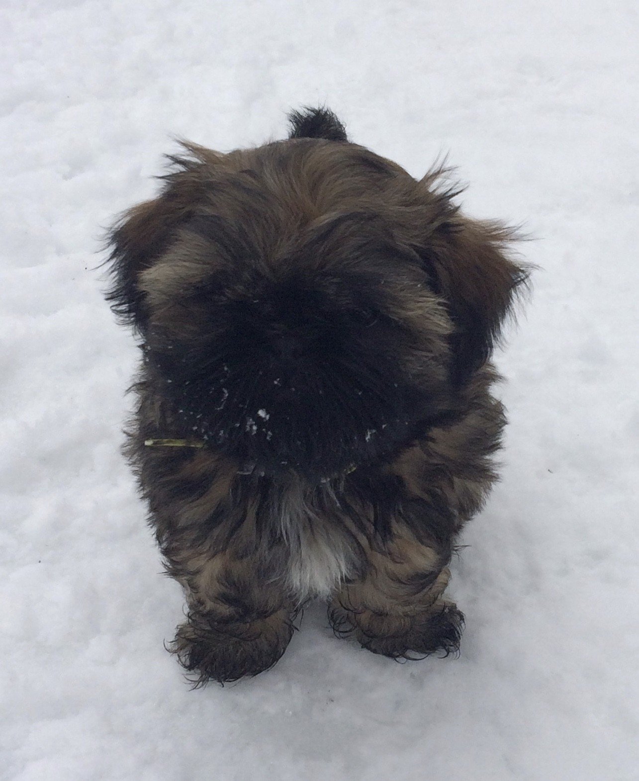 Du Royaume D'Adès - Shih Tzu - Portée née le 18/12/2017