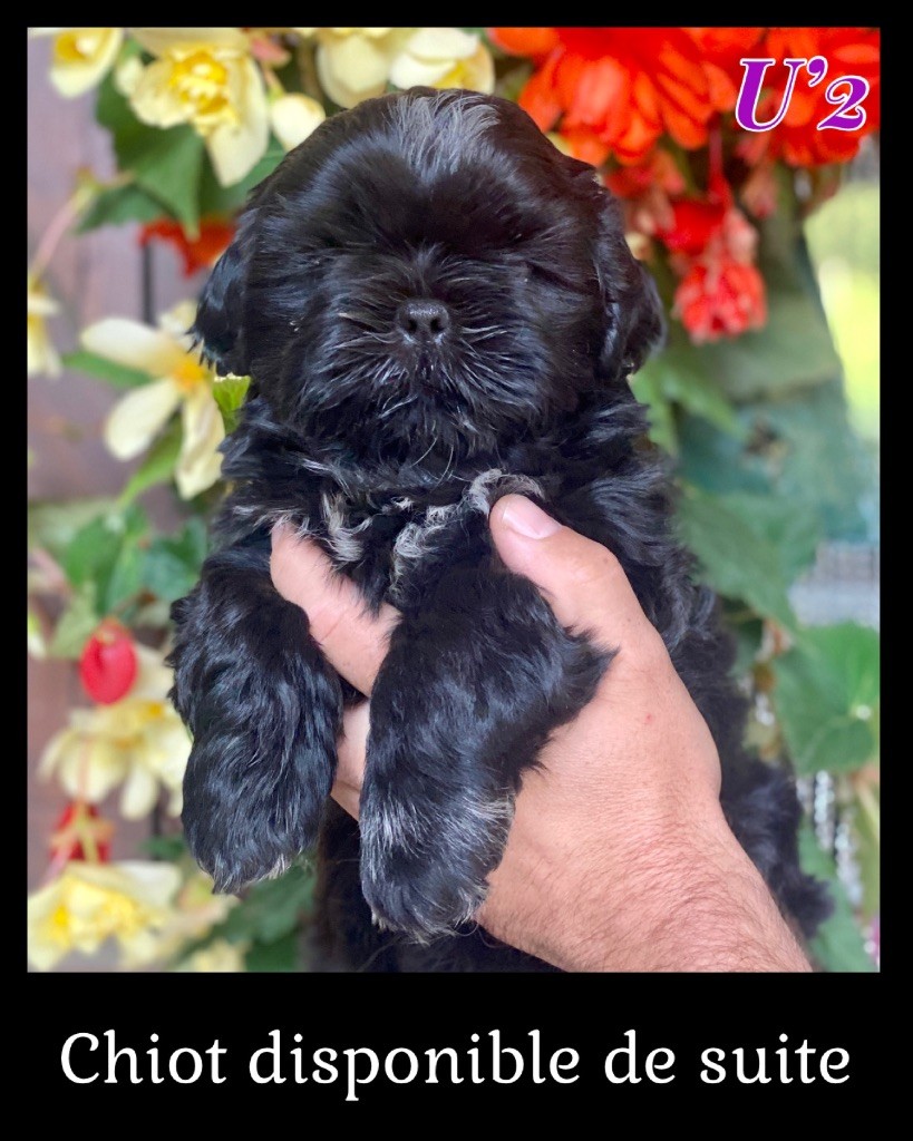 Chiot Shih Tzu Du Royaume D'Adès