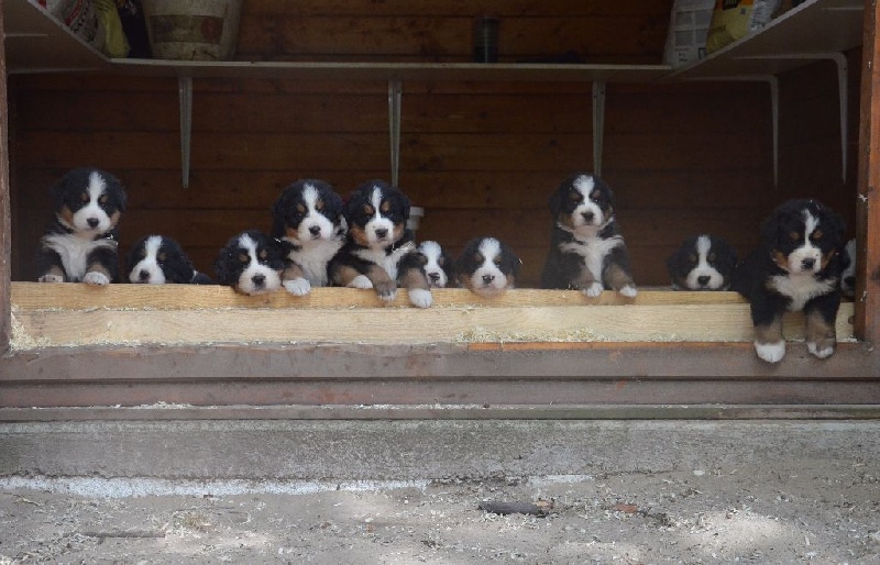 Chiot Bouvier Bernois Du Haras De Frivole