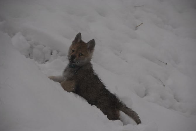 De L'Equinox Des Bois Noirs - Les E.B.N. en classe de Neige !