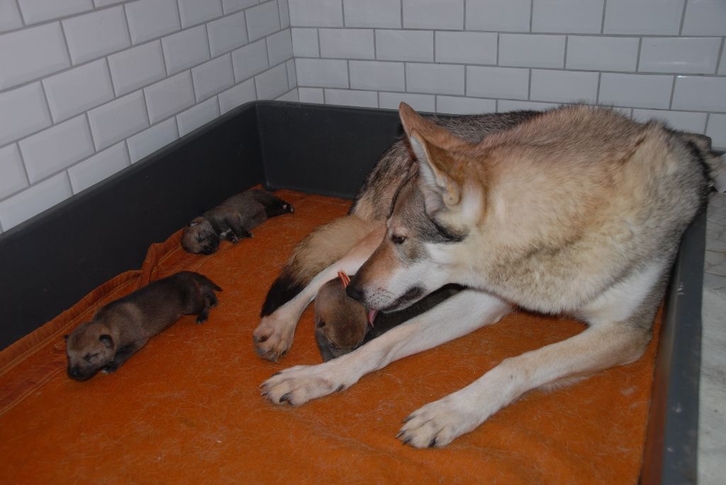 De L'Equinox Des Bois Noirs - Nos 1ers chiots sont nés