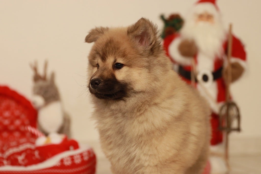 de la rivière des Aulnes - Chiots disponibles - Eurasier