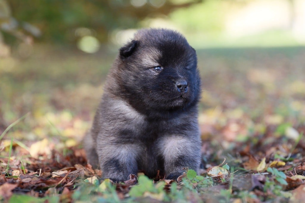 de la rivière des Aulnes - Chiots disponibles - Eurasier