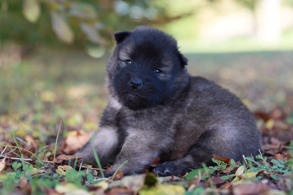 de la rivière des Aulnes - Chiots disponibles - Eurasier