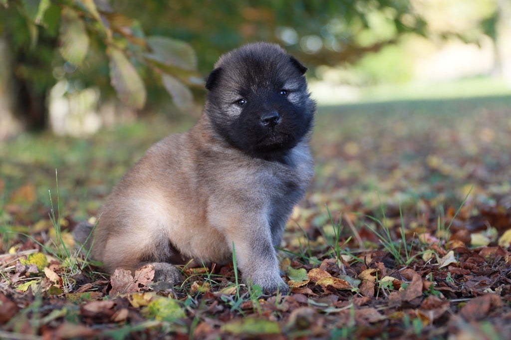 de la rivière des Aulnes - Chiots disponibles - Eurasier