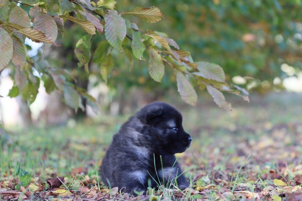 de la rivière des Aulnes - Chiots disponibles - Eurasier