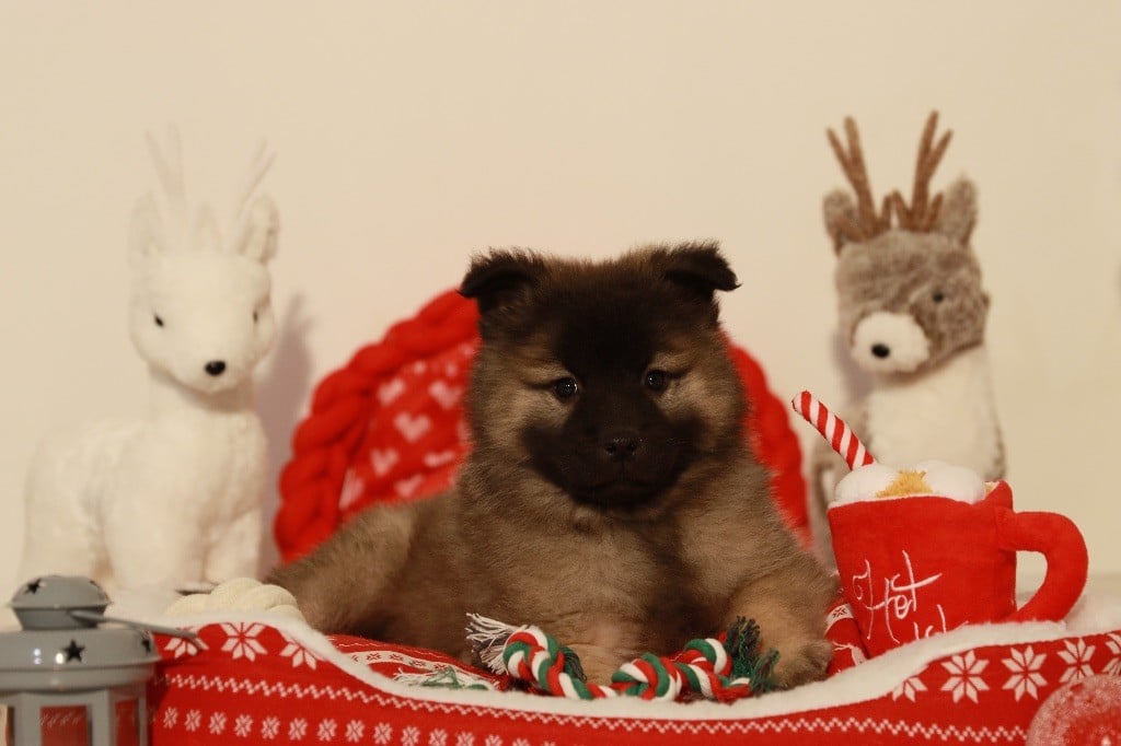 de la rivière des Aulnes - Chiots disponibles - Eurasier