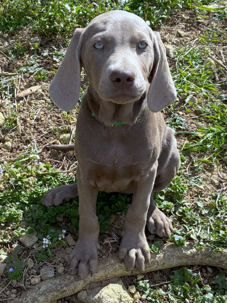 Des Guerriers De Gueule - Chiots disponibles - Braque de Weimar