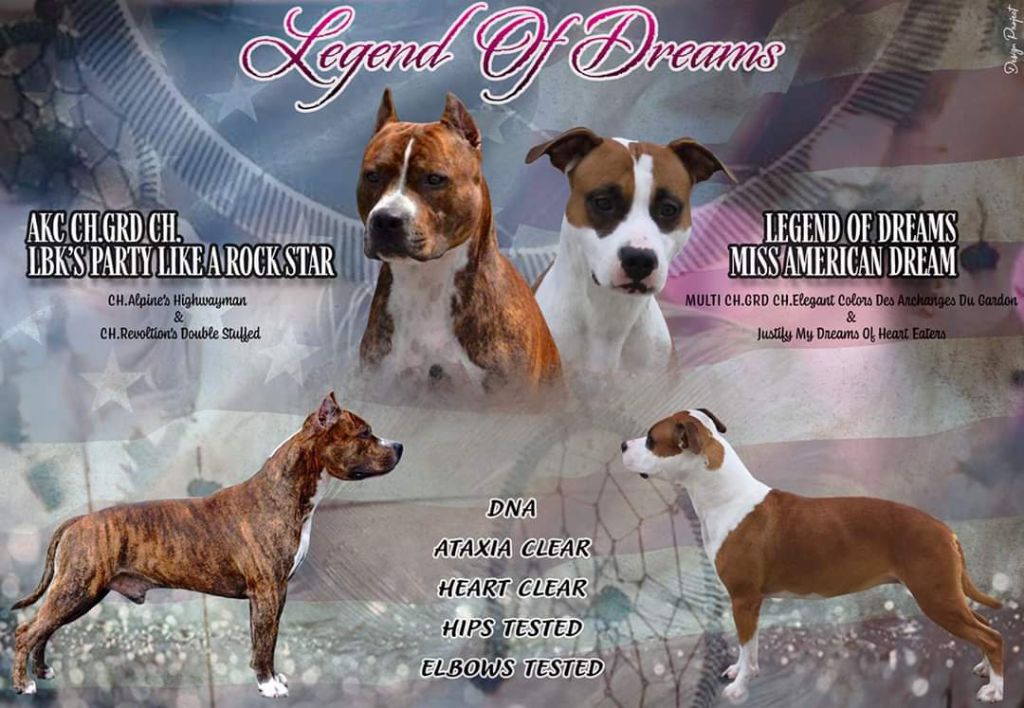 Chiot American Staffordshire Terrier Legend Of Dreams